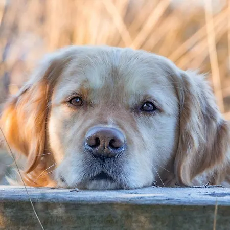 Clicksardegna Luxury Elike With Private Pool With Patio And Barbecue Area Villa *